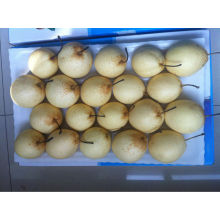 Sweet Ya pear in lower price china pear high quality pear